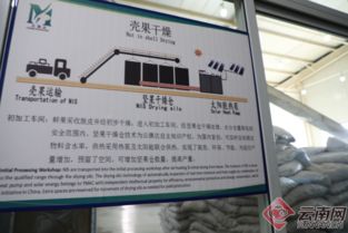 記者點贊臨滄澳洲堅果 產(chǎn)業(yè)發(fā)展?jié)摿o窮 要聞 臨滄頻道 云南網(wǎng)